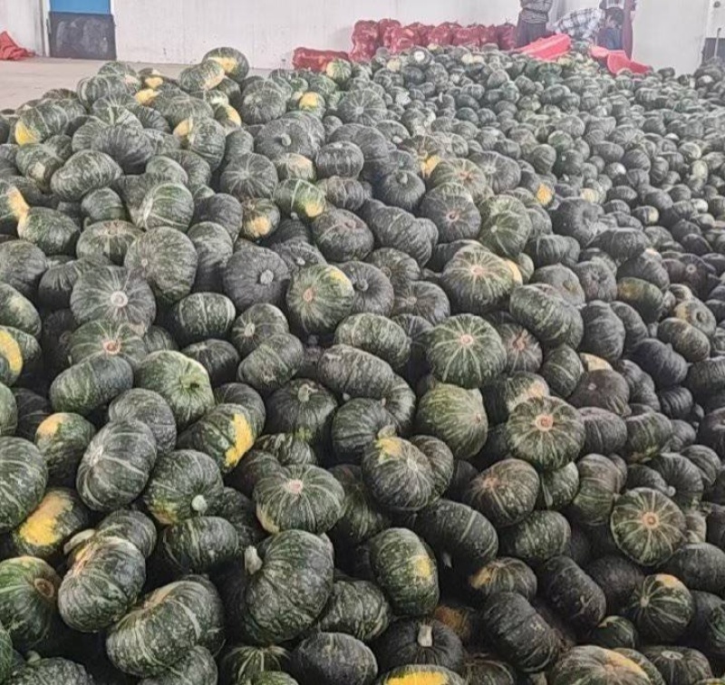 陕西板栗南瓜贝贝南瓜现货供应欢迎采购货源充足