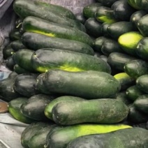 黑皮冬瓜精品货20斤起步供应全国市场工厂