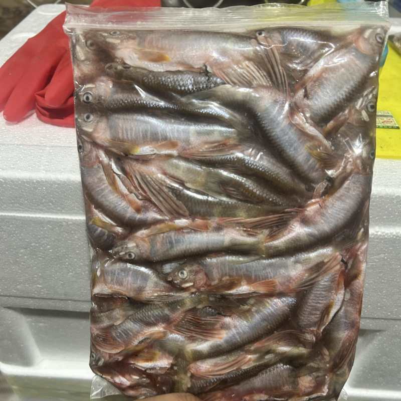 溪流鱼，山坑鱼仔，桃花鱼