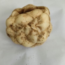 湖南新鲜百合肉质厚实食用不苦口感粉糯质量保证产地直销