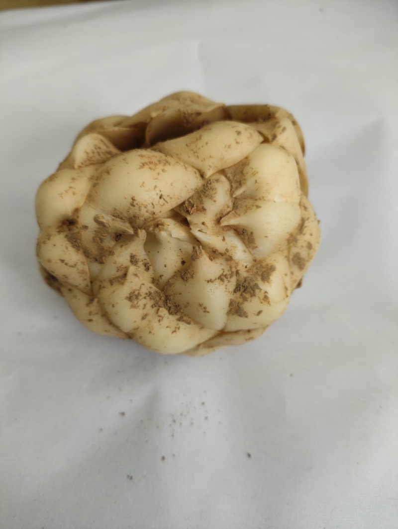湖南新鲜百合菜百合肉质厚实食用不苦口感粉糯产地直销包邮
