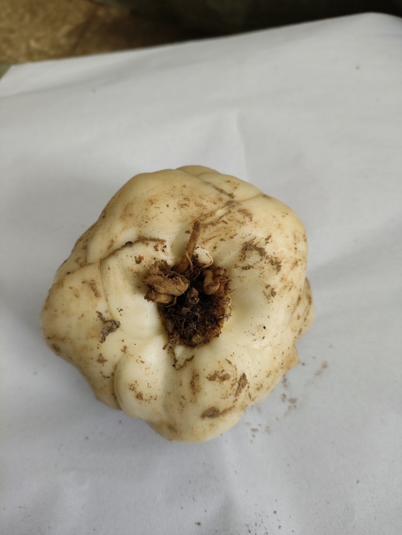湖南新鲜百合菜百合肉质厚实食用不苦口感粉糯产地直销包邮
