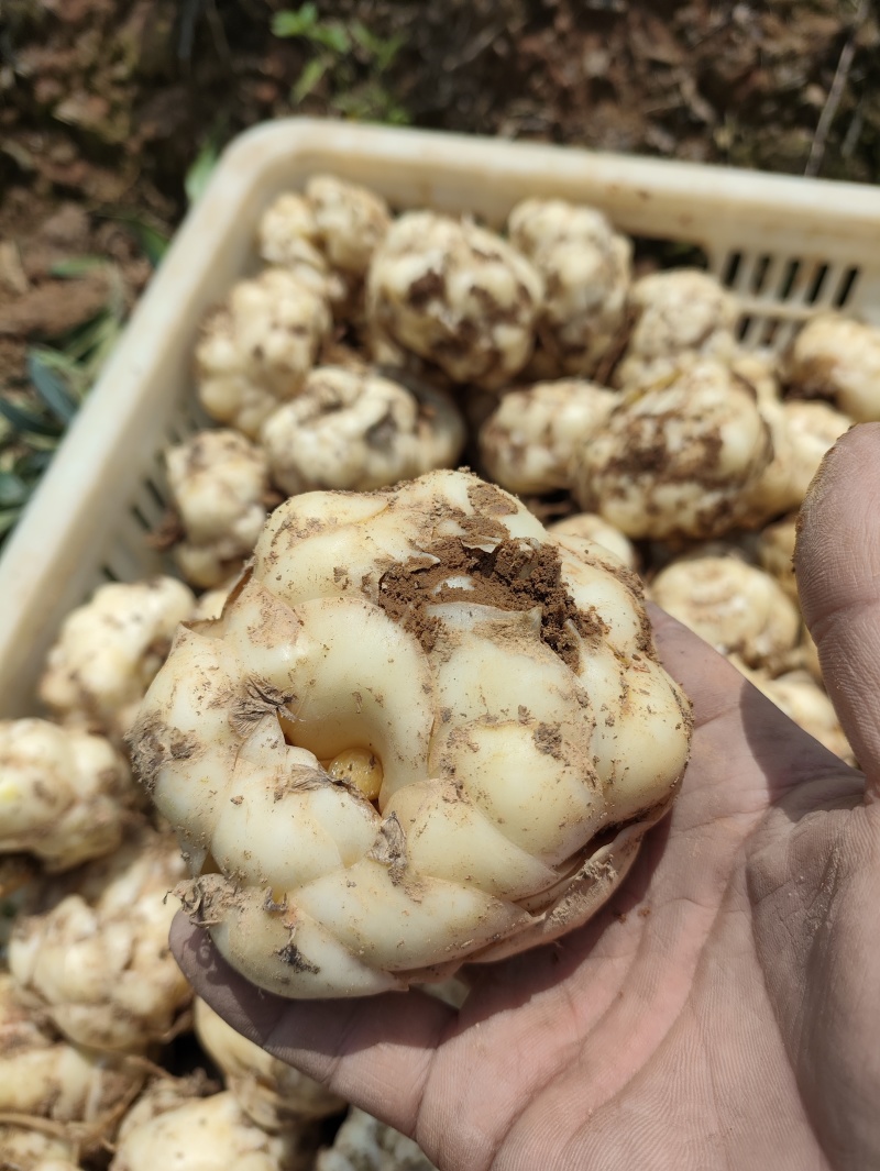 湖南新鲜百合菜百合肉质厚实食用不苦口感粉糯产地直销包邮