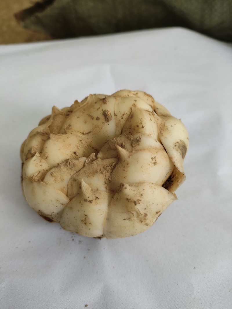 湖南新鲜百合菜百合肉质厚实食用不苦口感粉糯产地直销包邮