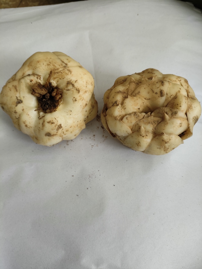 湖南新鲜百合菜百合肉质厚实食用不苦口感粉糯产地直销包邮