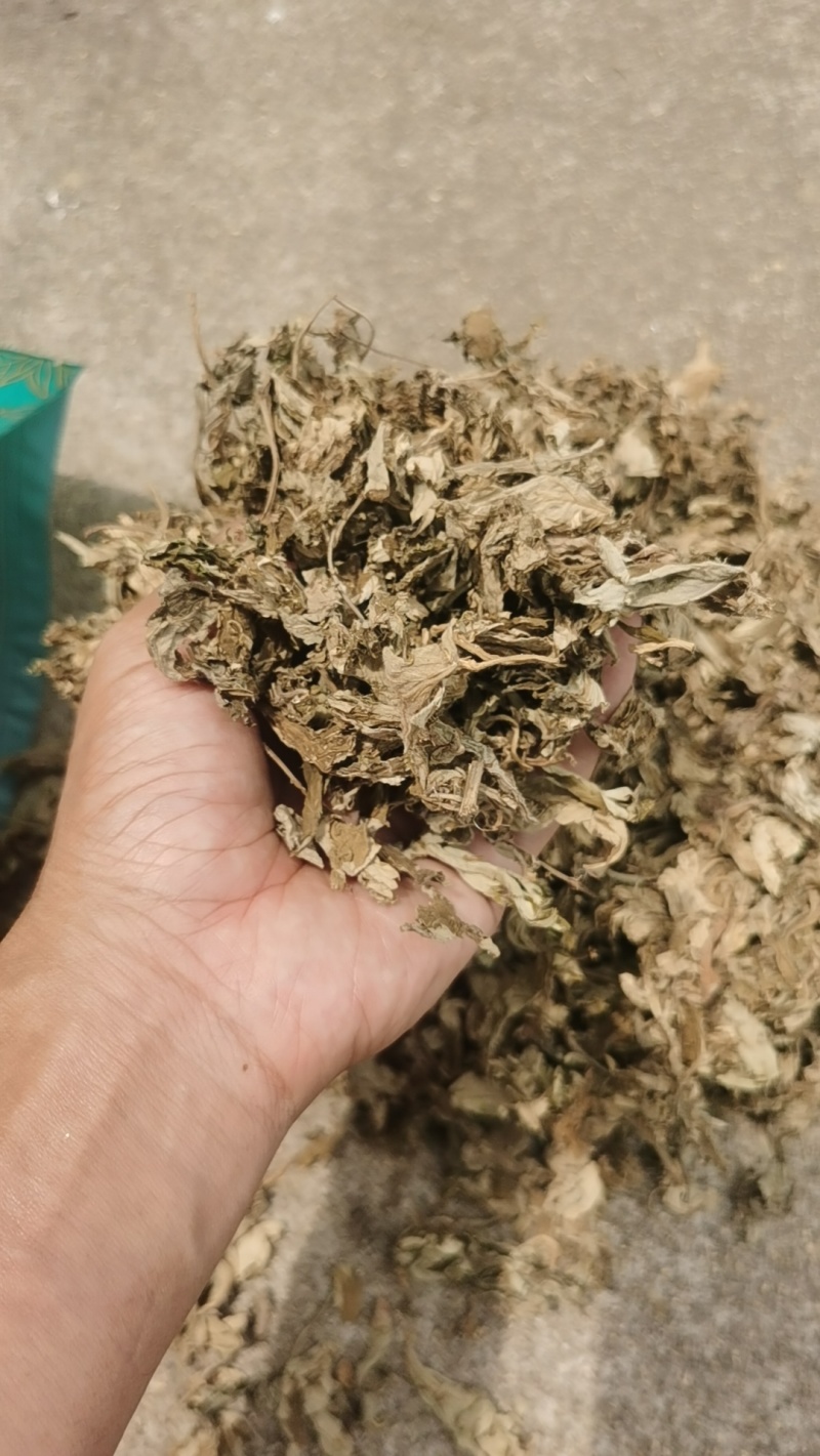 陈艾叶3年陈艾叶