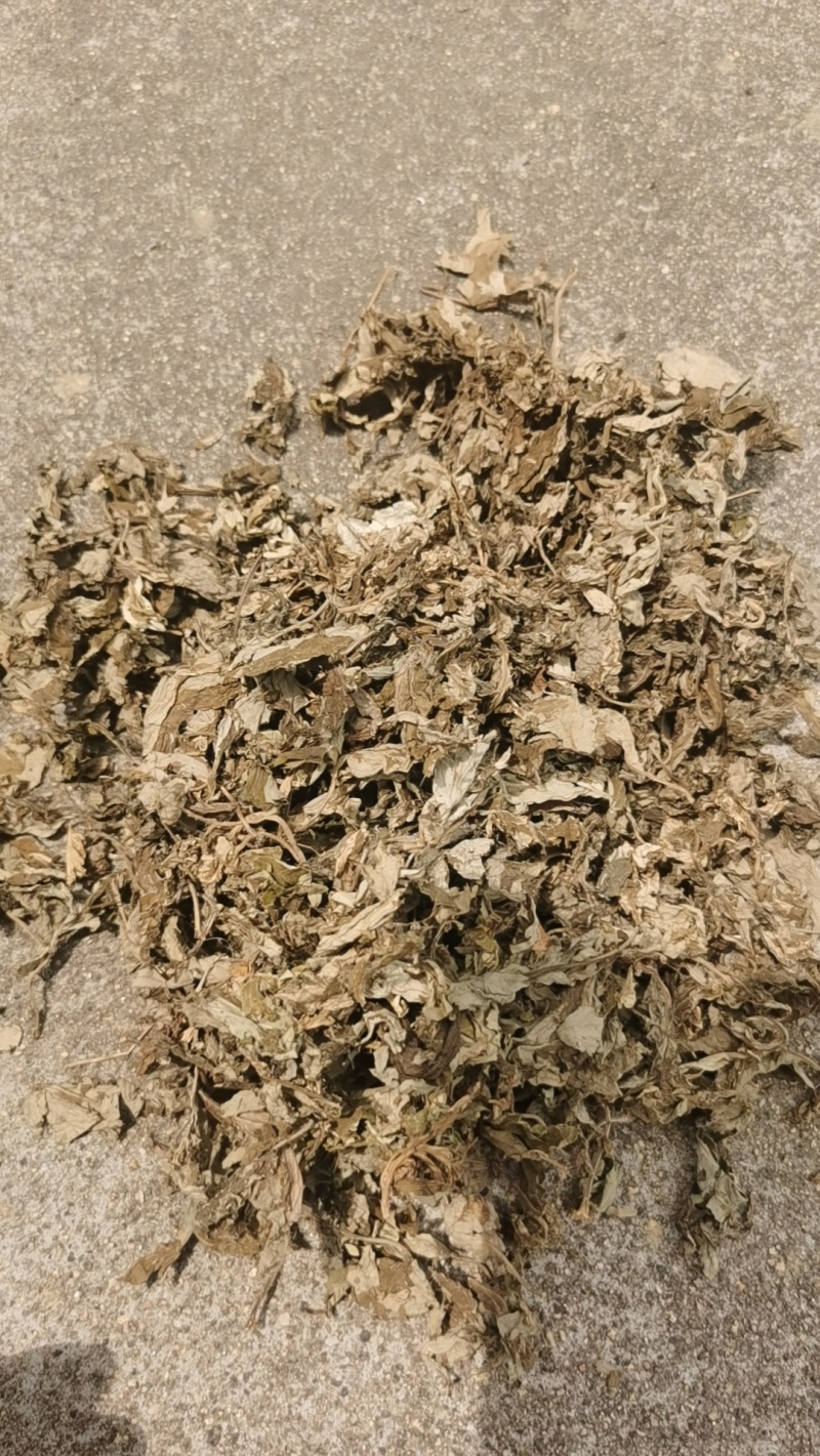 陈艾叶3年陈艾叶