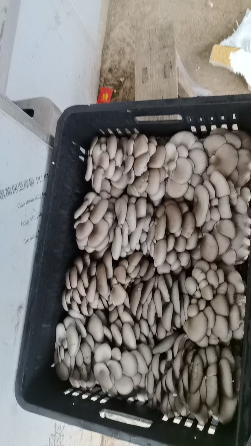 云南昭通海拔2500米的高原鲜平菇精品货