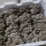 云南昭通海拔2500米的高原鲜平菇精品货