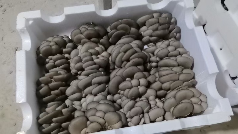 云南昭通海拔2500米的高原鲜平菇精品货