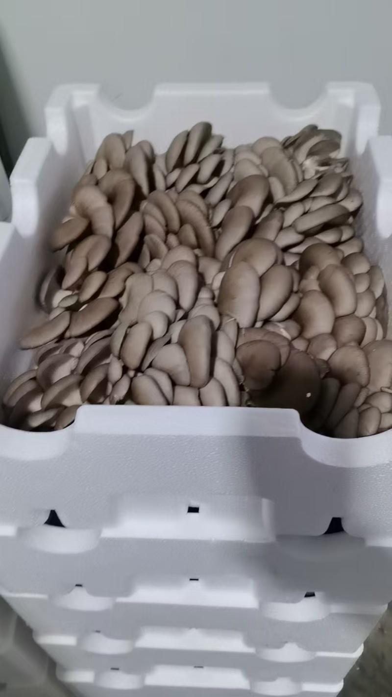 云南昭通海拔2500米的高原鲜平菇精品货