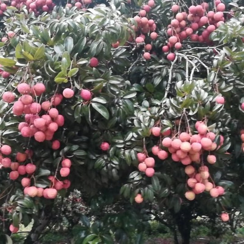 荔枝