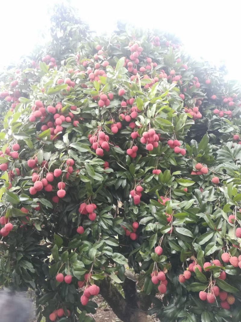 荔枝