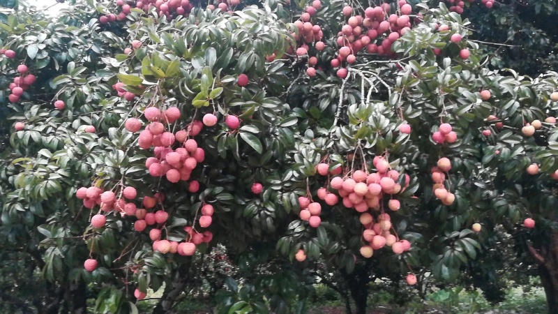 荔枝