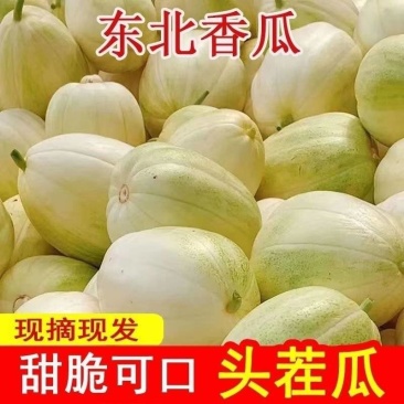 东北香瓜/头茬甜瓜/白糖甜瓜/品质保证/合作共赢/