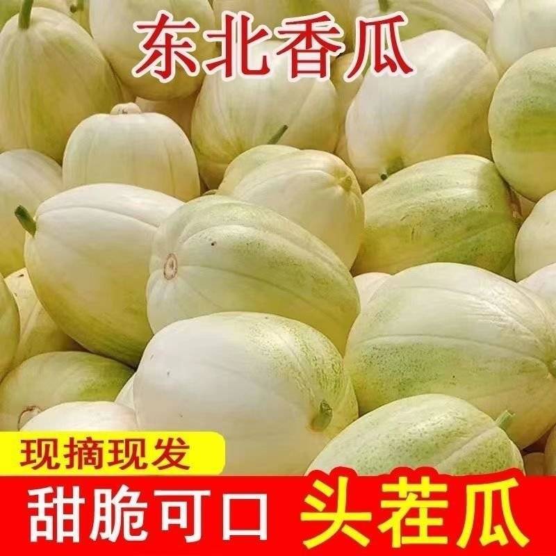 东北香瓜/头茬甜瓜/白糖甜瓜/品质保证/合作共赢/