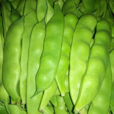 吉林豆角/豆角/东北油豆角/品质保证/欢迎采购/