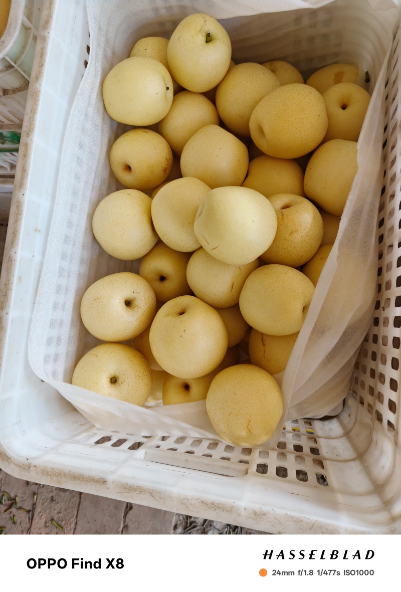 皇冠梨