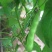 吉林豆角/豆角/东北油豆角/品质保证/欢迎采购/