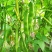 吉林豆角/豆角/东北油豆角/品质保证/欢迎采购/