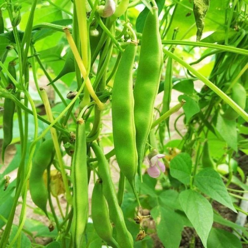吉林豆角/豆角/东北油豆角/品质保证/欢迎采购/