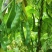 吉林豆角/豆角/东北油豆角/品质保证/欢迎采购/