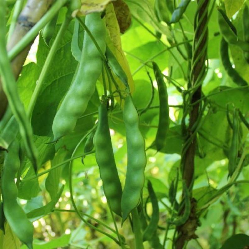 吉林豆角/豆角/东北油豆角/品质保证/欢迎采购/