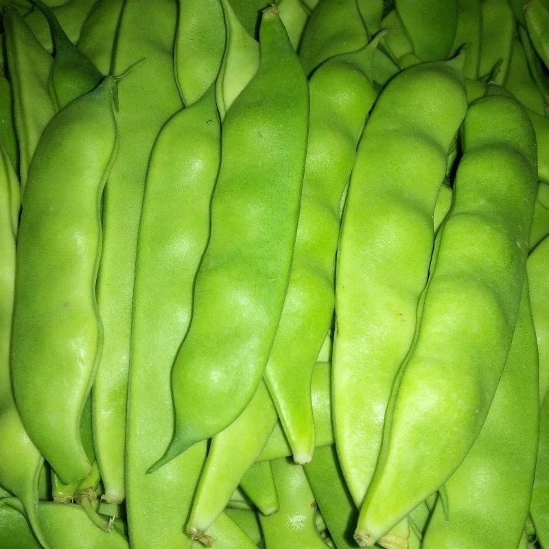 吉林豆角/豆角/东北油豆角/品质保证/欢迎采购/