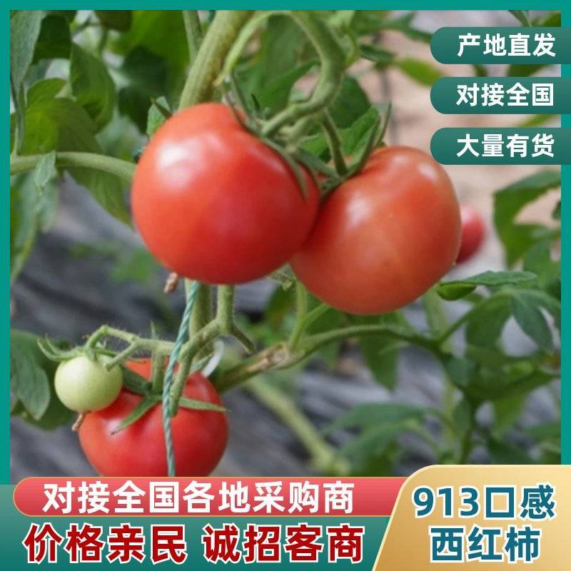 913口感西红柿基地直供可全国发货欢迎来电