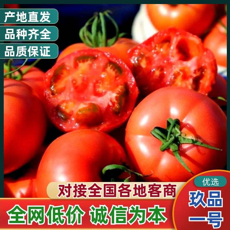玖品一号番茄：从泰安到全国的口感新宠