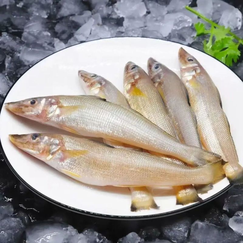 深海野生沙丁鱼海捕野生沙尖鱼沙追鱼新鲜冰鲜批发正宗海鱼锁鲜
