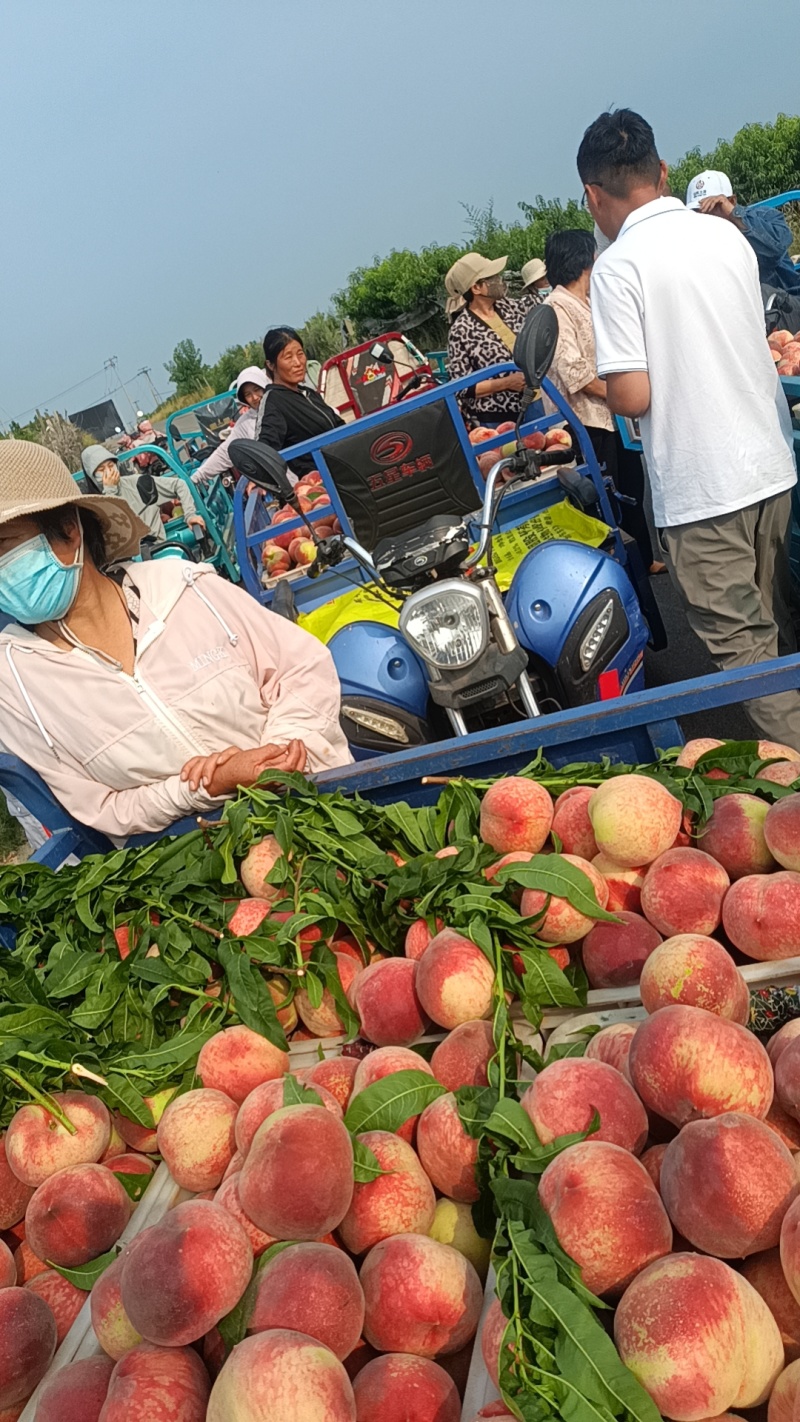 山东水蜜桃/北京八号大红桃/产地现摘现发货四五两起步