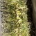 霸王花