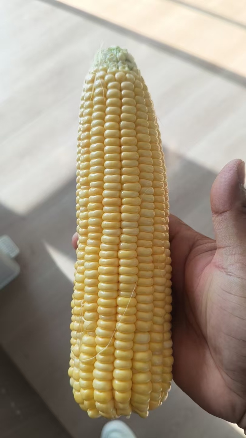 黄色水果玉米，8两起步，产地直发，品质保证可打冷