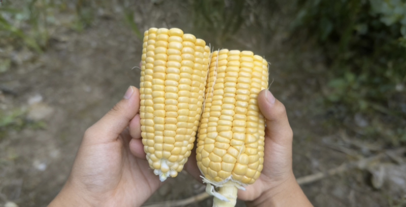 黄色水果玉米，8两起步，产地直发，品质保证可打冷