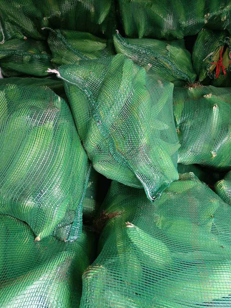 甜糯玉米大量上市口感好欢迎各位客商光临