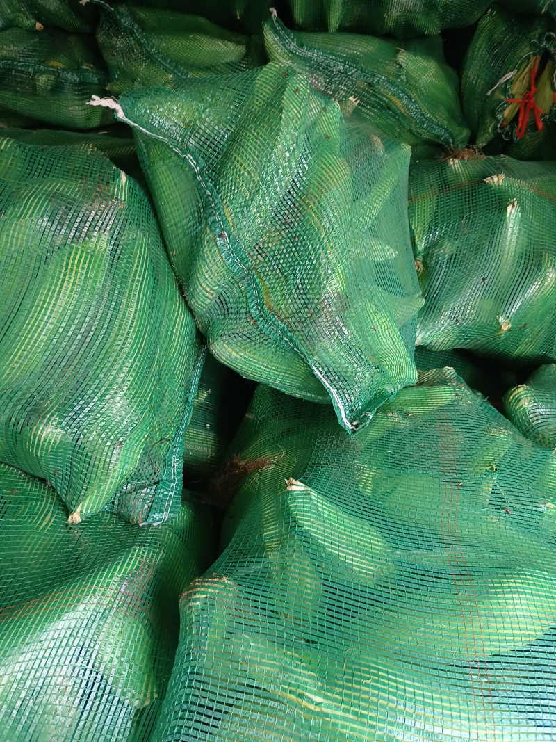 甜糯玉米大量上市口感好欢迎各位客商光临