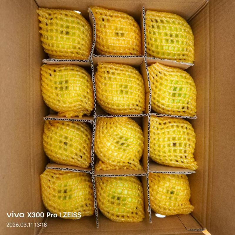 精品维纳斯黄金