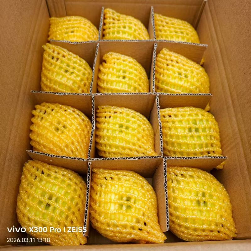 精品维纳斯黄金