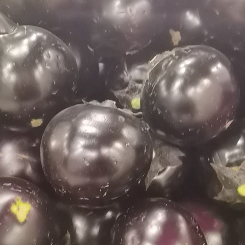紫光圆茄