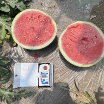 精品无子美都西瓜，产地直发大量现货
