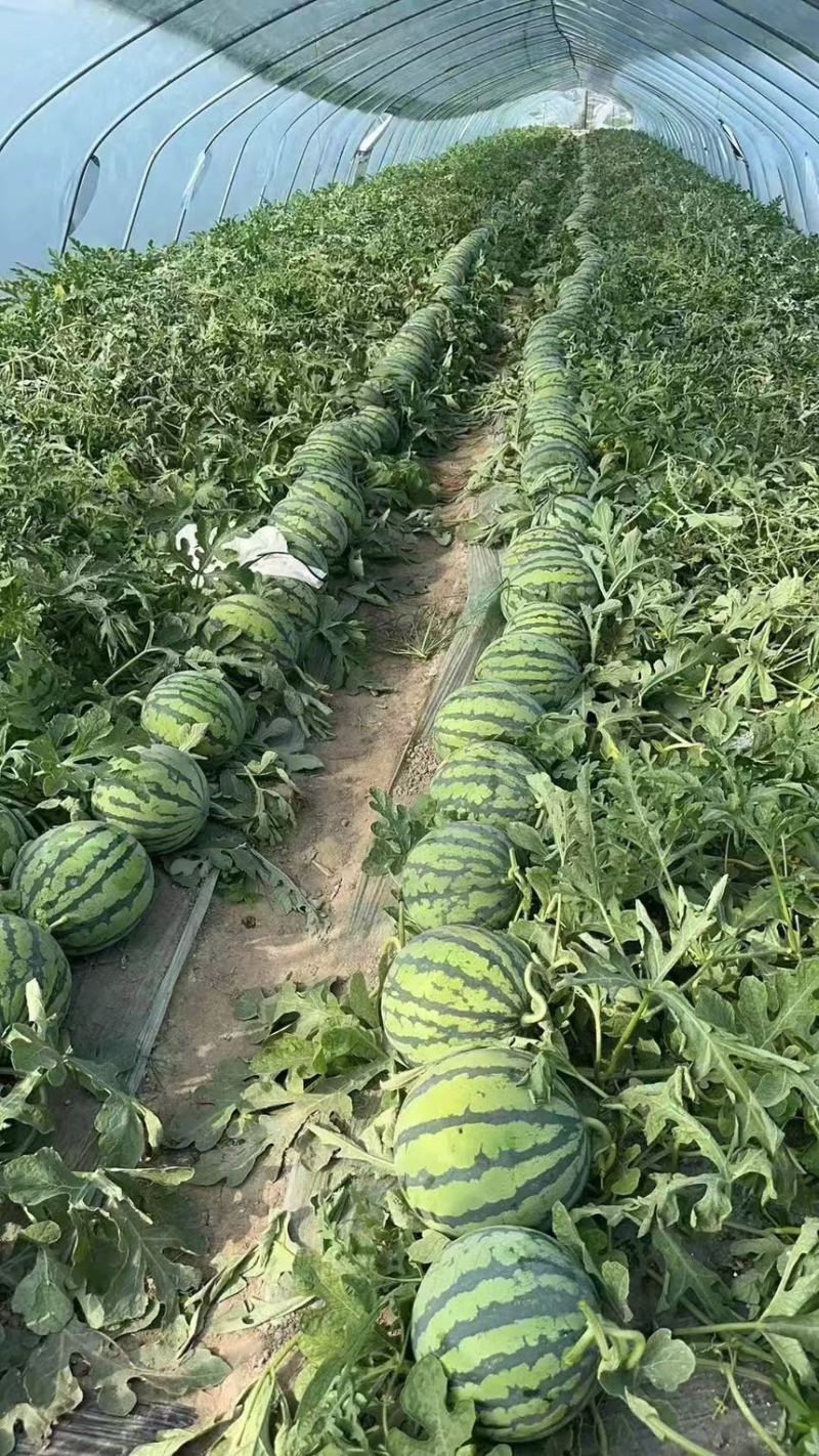 精品无子美都西瓜，产地直发大量现货