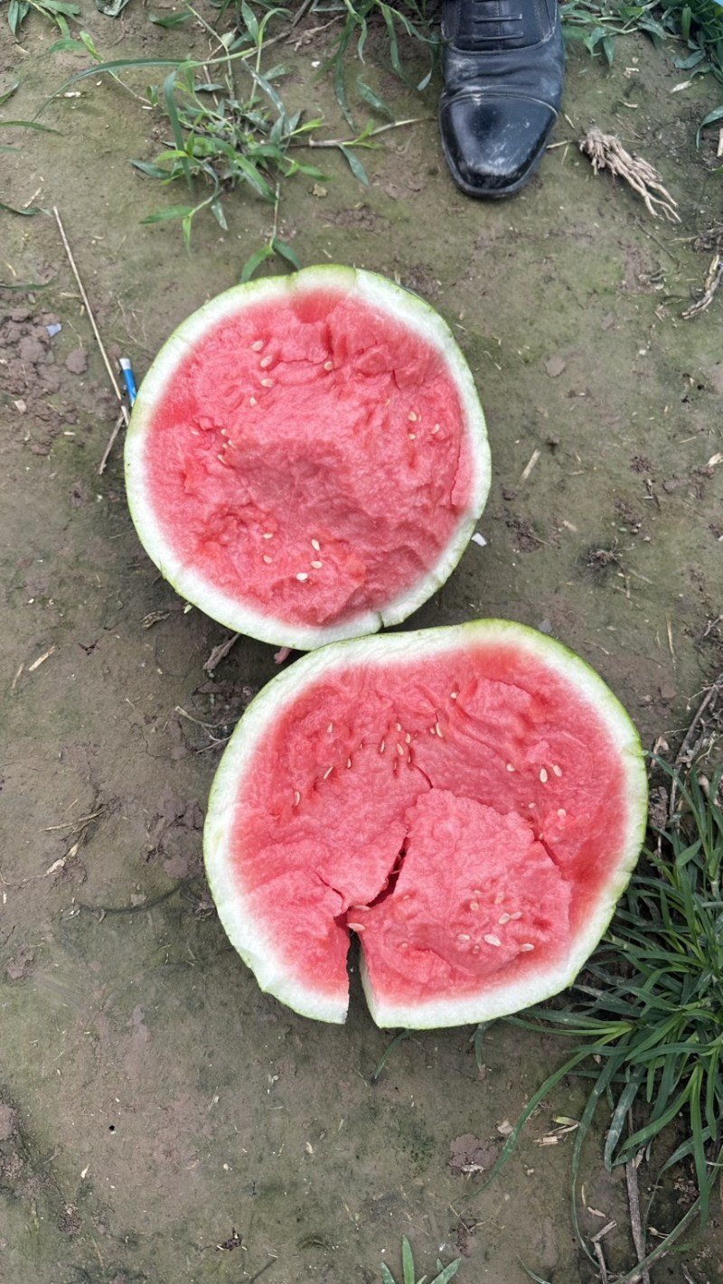 精品无子美都西瓜，产地直发大量现货