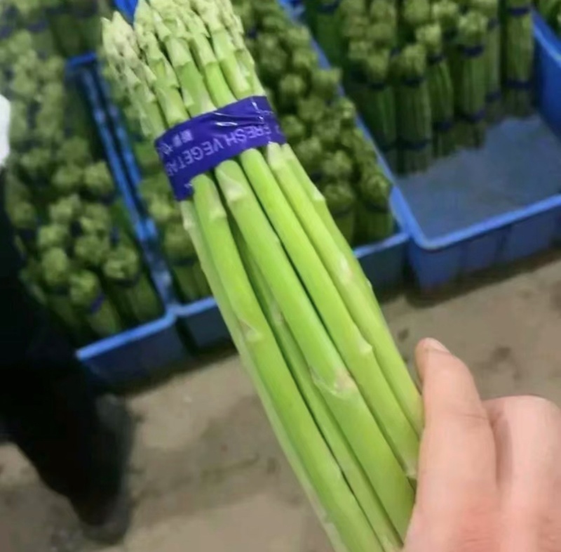 新鲜绿芦笋产地直供农家现采嫩笋脆嫩多汁