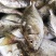 泥猛野生猛新鲜活海捕海鱼秋叶海鲜柠檬篮子艾鱼臭肚鱼冰鲜深海鱼