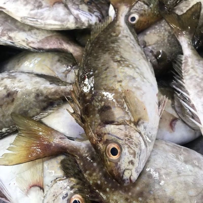 泥猛野生猛新鲜活海捕海鱼秋叶海鲜柠檬篮子艾鱼臭肚鱼冰鲜深海鱼