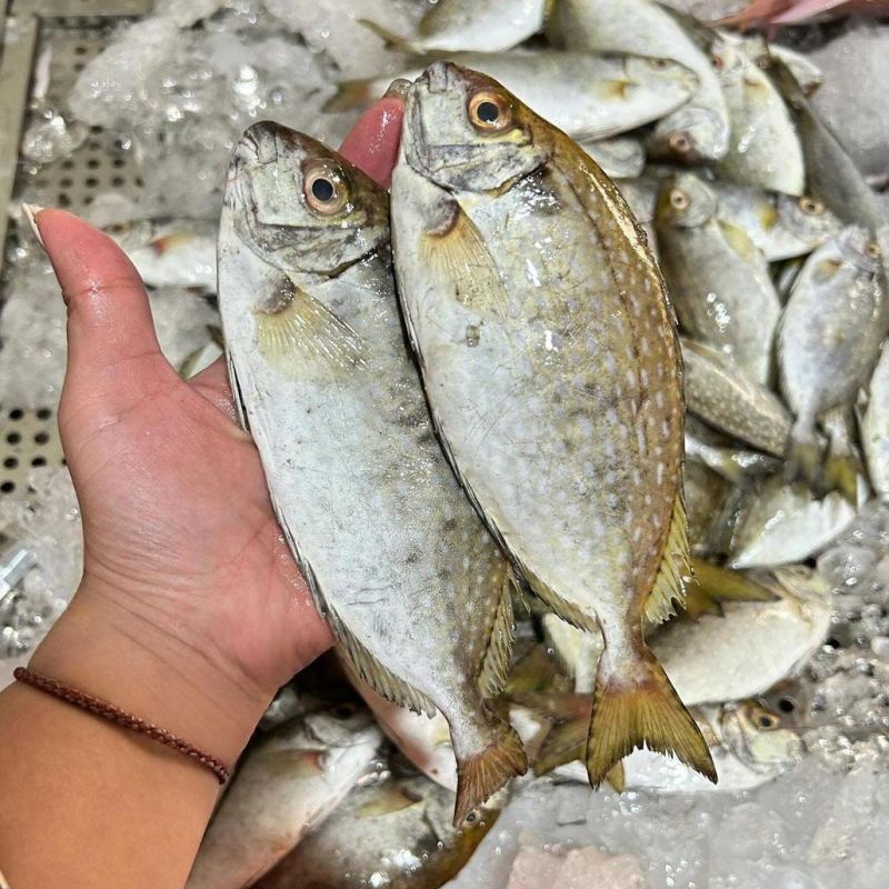 泥猛野生猛新鲜活海捕海鱼秋叶海鲜柠檬篮子艾鱼臭肚鱼冰鲜深海鱼