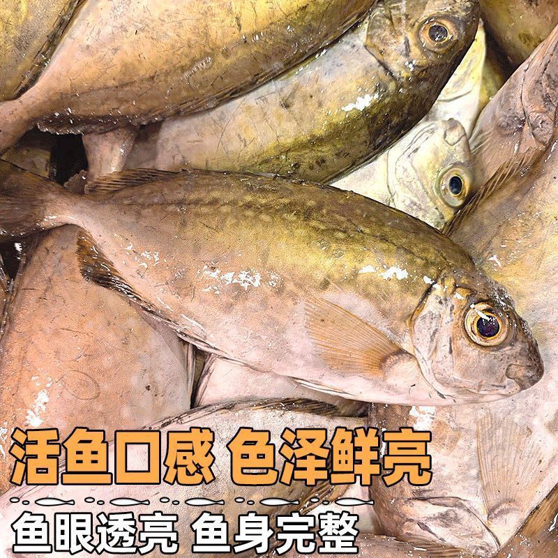 泥猛野生猛新鲜活海捕海鱼秋叶海鲜柠檬篮子艾鱼臭肚鱼冰鲜深海鱼