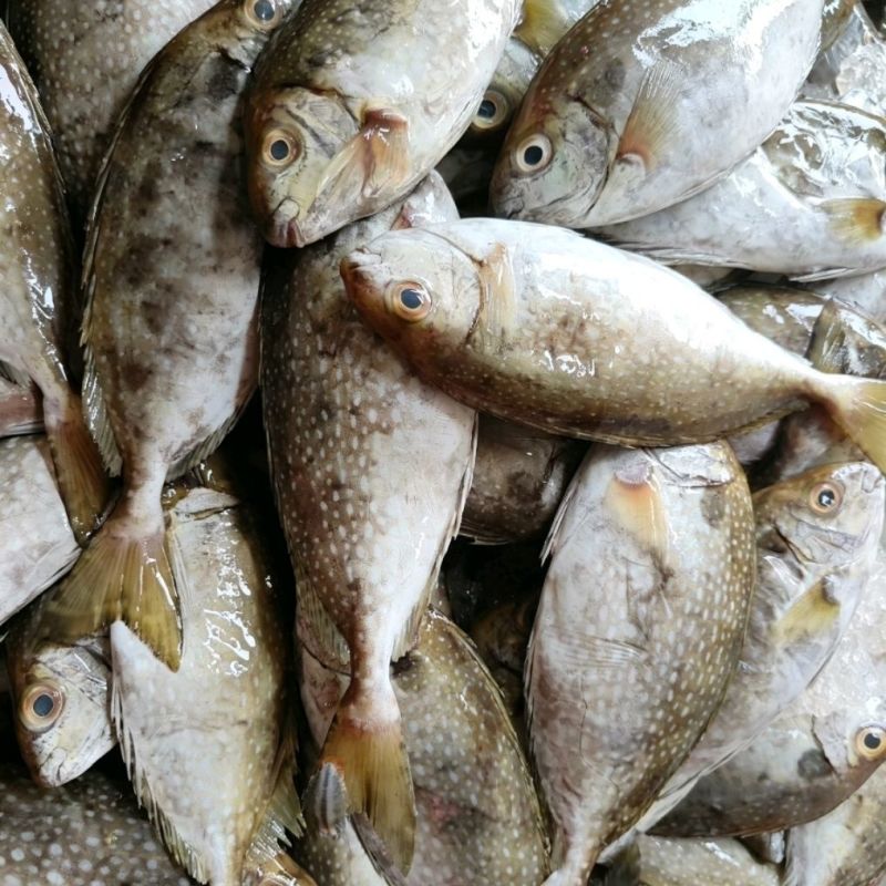 泥猛野生猛新鲜活海捕海鱼秋叶海鲜柠檬篮子艾鱼臭肚鱼冰鲜深海鱼