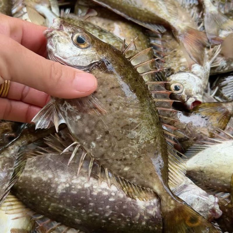 泥猛野生猛新鲜活海捕海鱼秋叶海鲜柠檬篮子艾鱼臭肚鱼冰鲜深海鱼